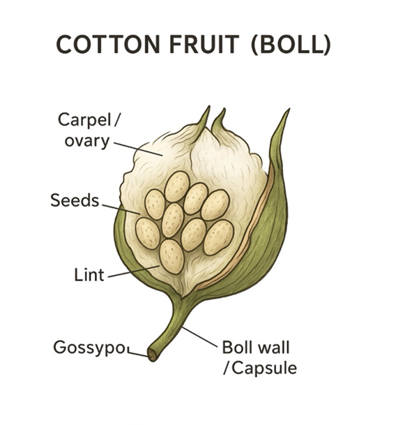 cotton morphology.png